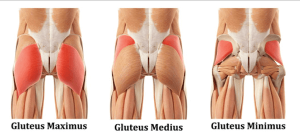 How to get a bigger butt: Gluteal muscle anatomy