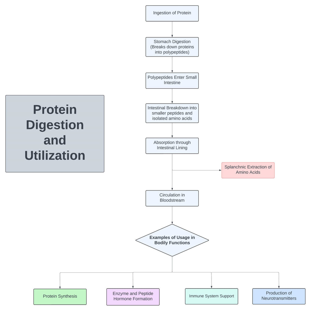 how much protein can your body absorb